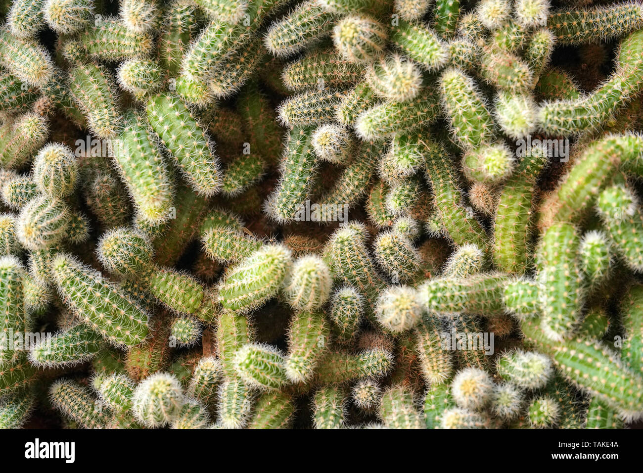 Vue d'en haut, détail sur de nombreuses petites cactées de culture d'une sur les autres, abstract background cactus Banque D'Images