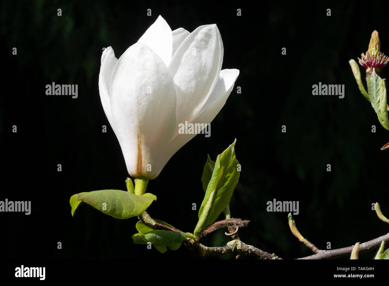 Magnolia, Magnolia x soulangeana 'Lennei Alba' Banque D'Images