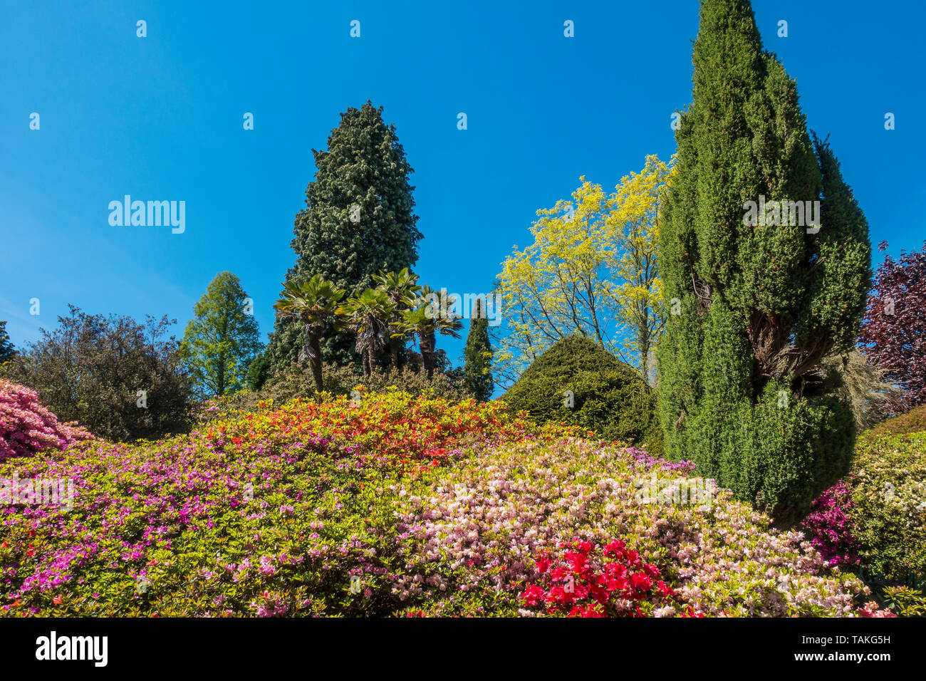 Leonardslee jardins et lacs,Sussex,Angleterre,azalées, Banque D'Images