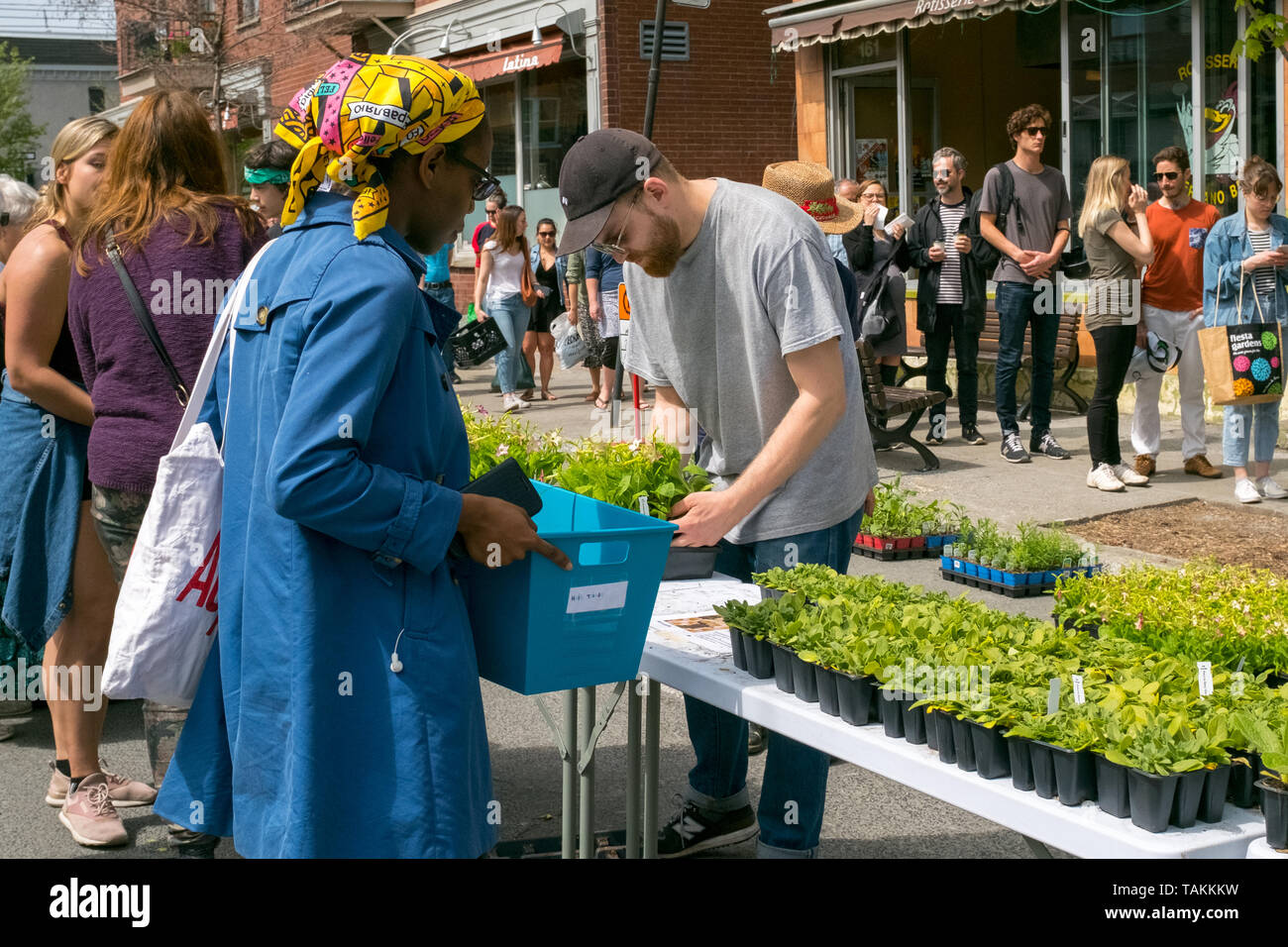 Distribution gratuite de fleurs et plantes pour les résidents de la Mile End . Une initiative verte et inclusive renouvelé chaque année dans différents quartiers de Montréal Banque D'Images