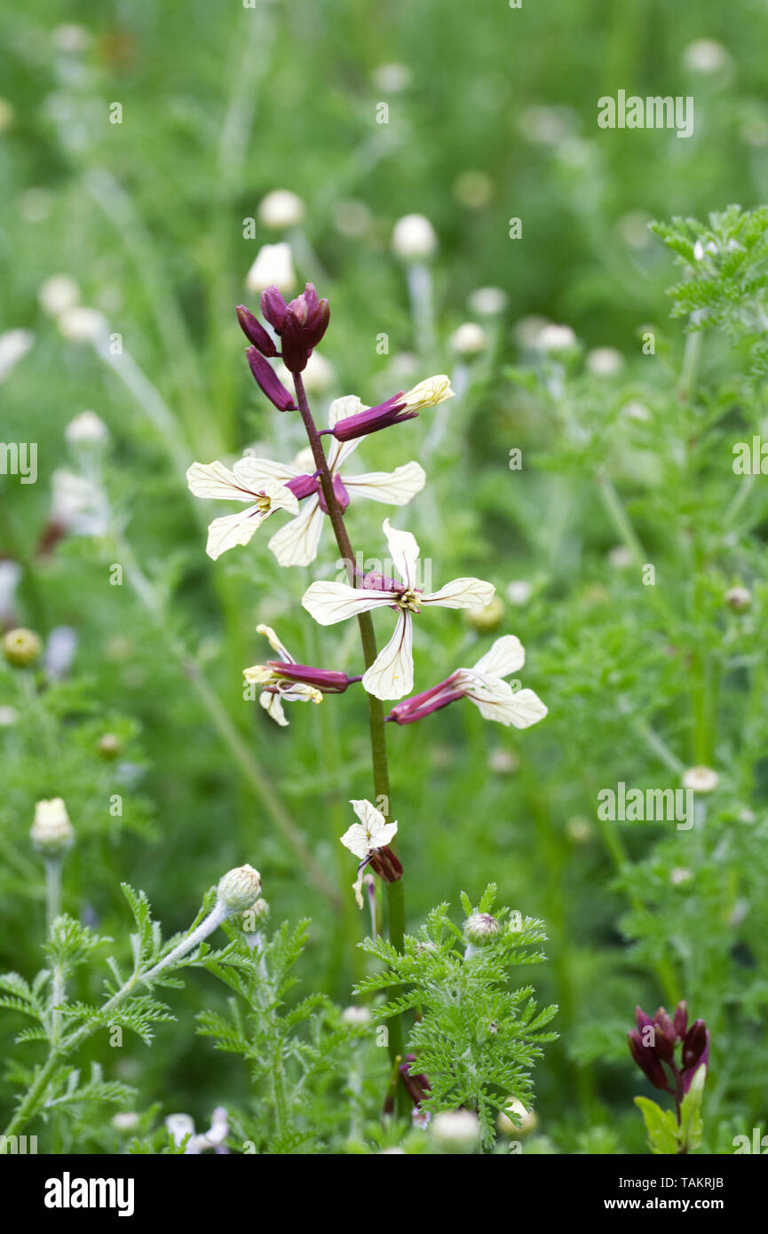 Eruca vesicaria en fleur. Banque D'Images