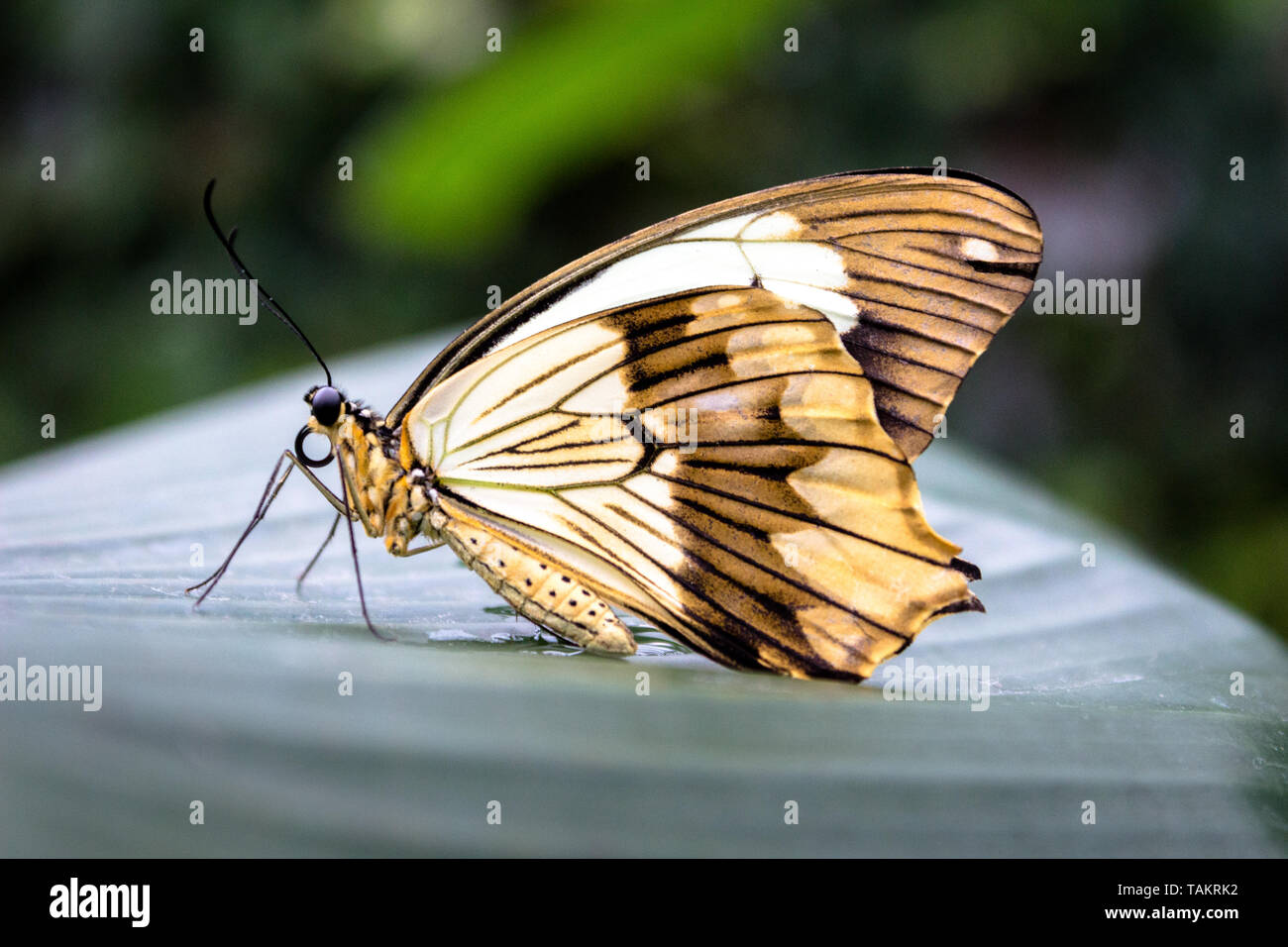 Beau papillon jaune sur une feuille Banque D'Images