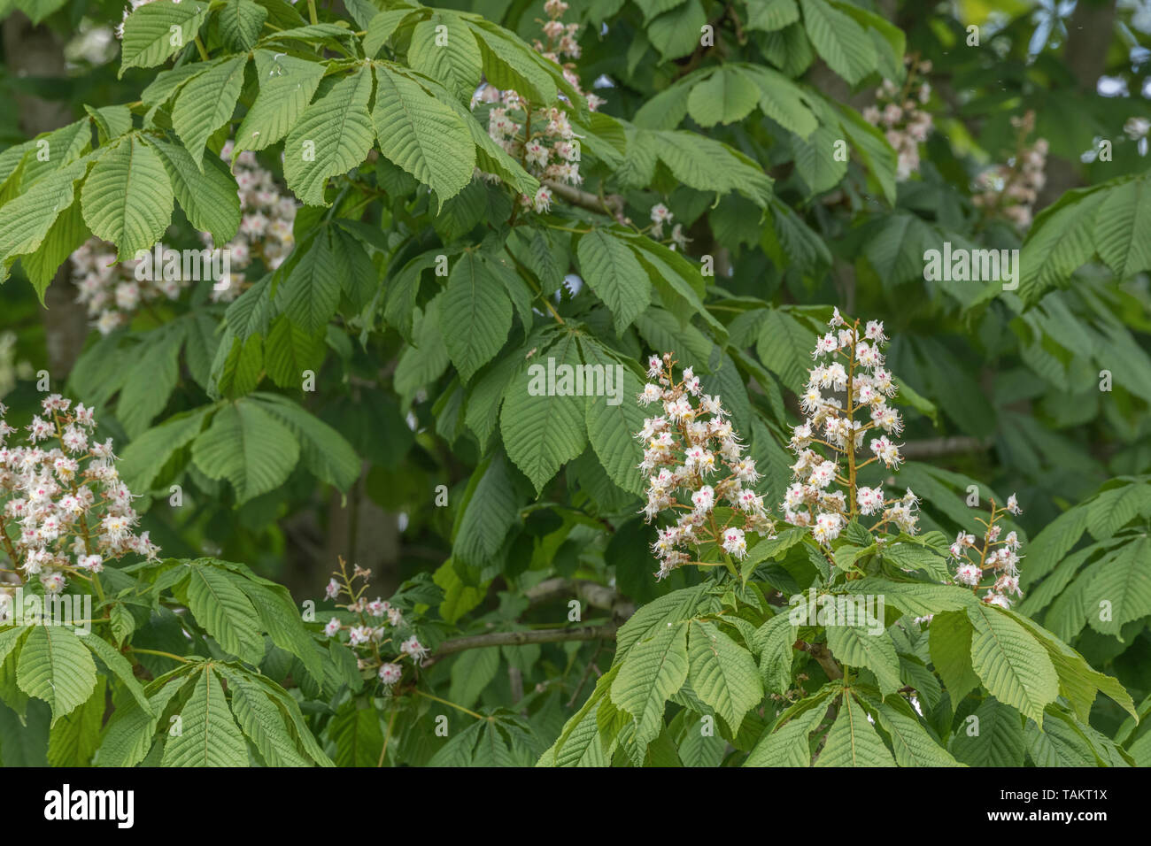Châtaignier à fleurs / Aesculus hippocastanum au soleil de printemps. Une fois utilisé comme plante médicinale dans les remèdes à base de plantes. Banque D'Images