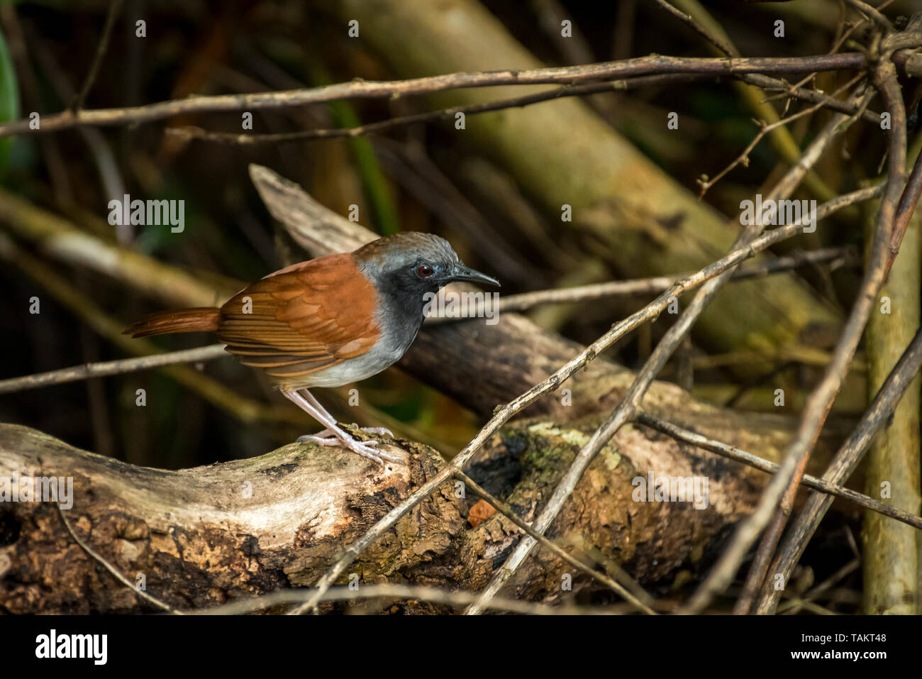 Antbird ventre blanc oiseau image prise au Panama Banque D'Images