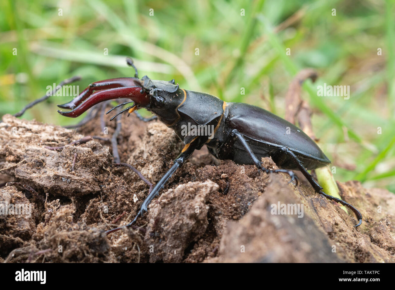 Stag beetle mâle (Lucanus cervus) sur du bois pourrissant, UK Banque D'Images