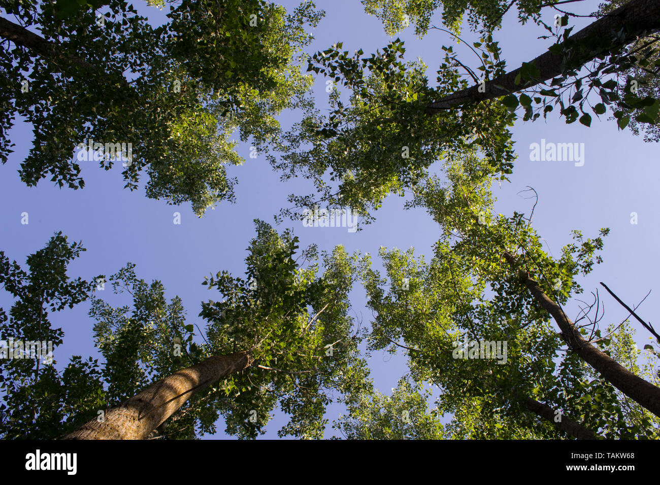 À la recherche en haut le ciel de la terre dans la forêt Banque D'Images