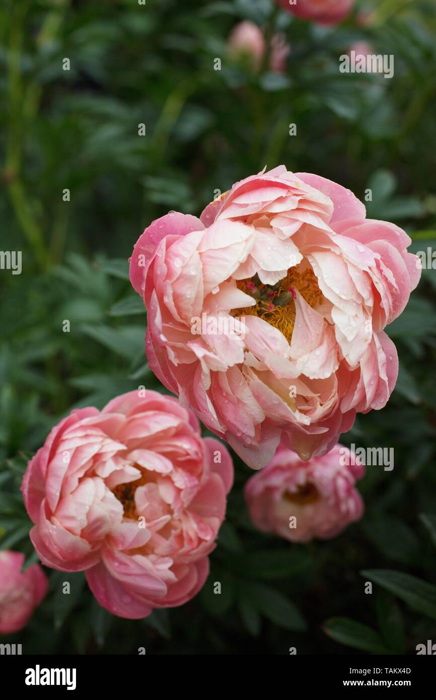 La pivoine 'Coral Charm' à Schreiner's Iris Gardens à Salem, Oregon, USA. Banque D'Images