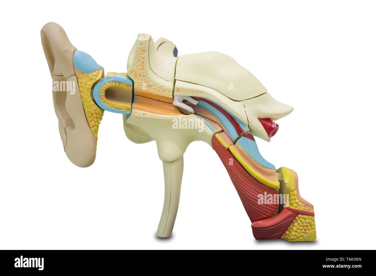 Les droits de l'artificiel modèle ear. Modèle EAR pour cours de sciences Banque D'Images