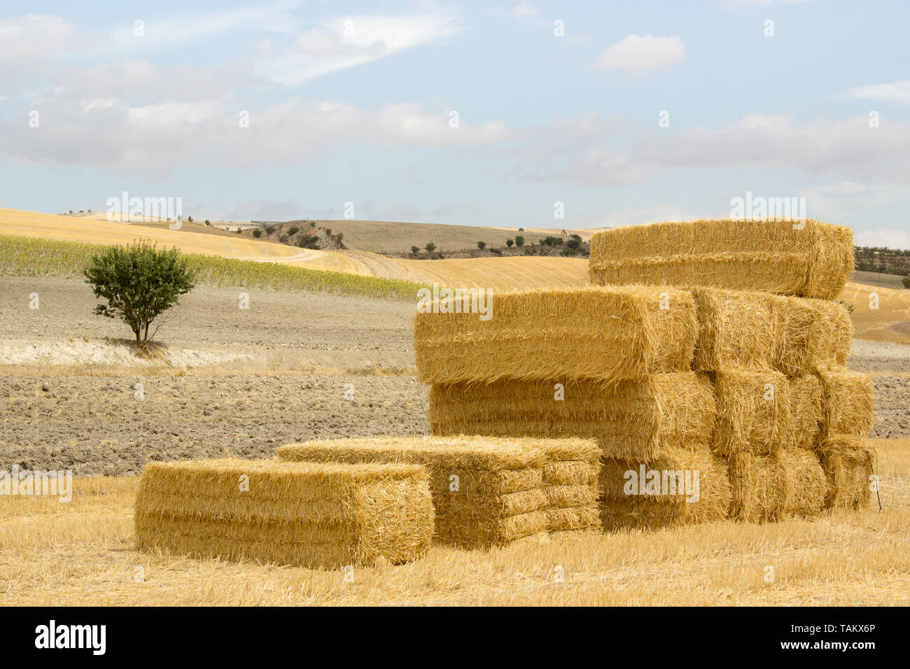 Pile de bottes de paille dans un paysage ensoleillé Banque D'Images