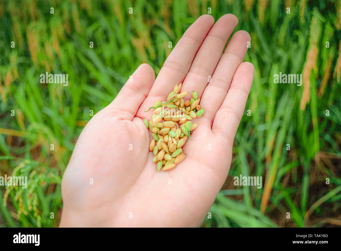 Riz frais dans la main bio agriculteur récolte des plantes de riz de l'Asie de l'agriculture champ vert contexte Banque D'Images