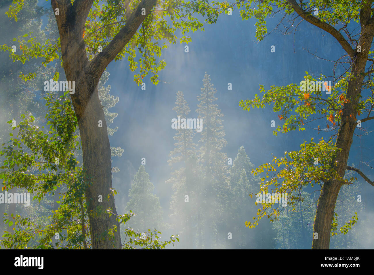 Les conifères et le brouillard du matin, Yosemite NP, California, USA, par Bill Lea/Dembinsky Assoc Photo Banque D'Images