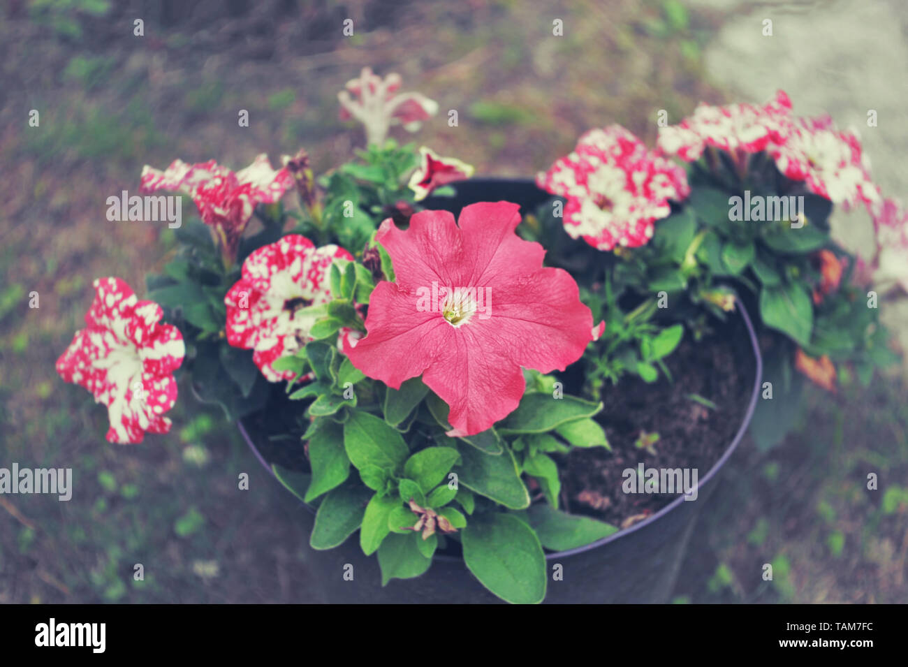 Lovely pink Petunia fleurs dans un pot noir dans le jardin. La vue du sommet. Banque D'Images