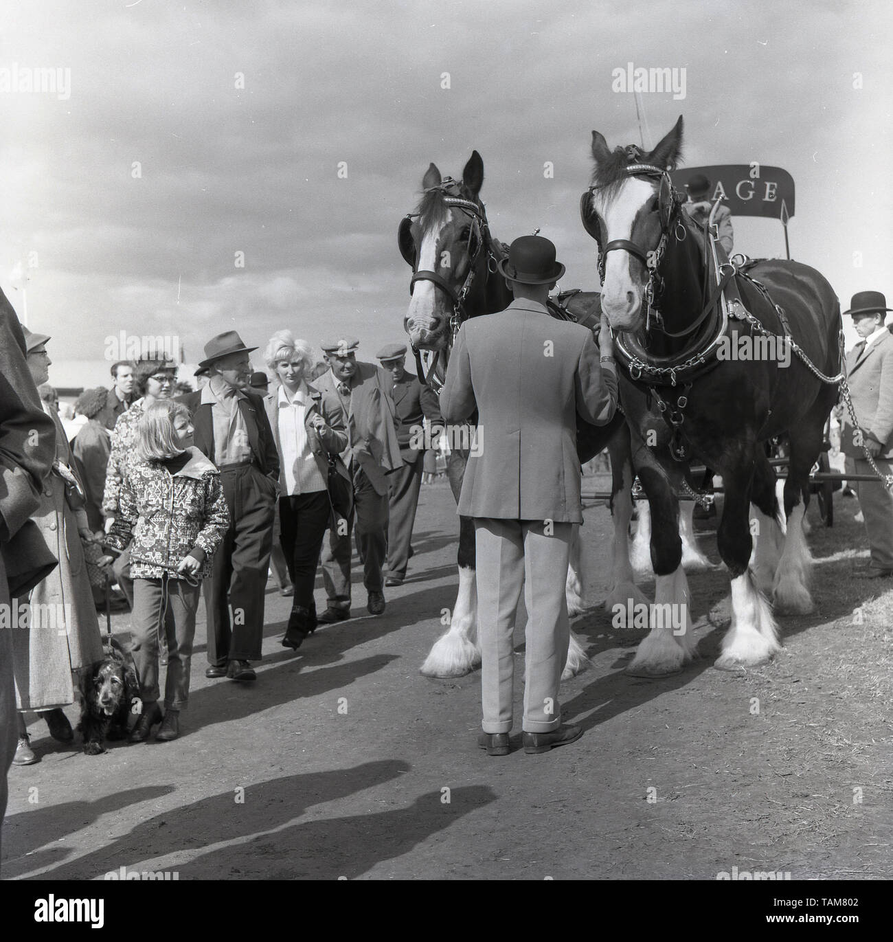 Années 1960, historiques, à l'extérieur à un salon de l'agriculture anglaise, les spectateurs, deux chevaux shire attaché à un panier livraison bière Courage, Buckinghamshire, Angleterre, Royaume-Uni. Horse-driven bière ou d'ale livraison a été une caractéristique de la vie rurale avant le transport motorisé. Banque D'Images