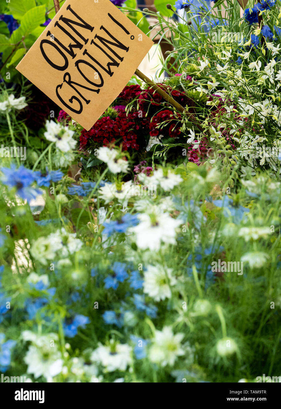 Une délicate de couper l'affichage fleuriste fleurs sauvages et fleurs de jardin, y compris les bleuets cultivés, UK Banque D'Images