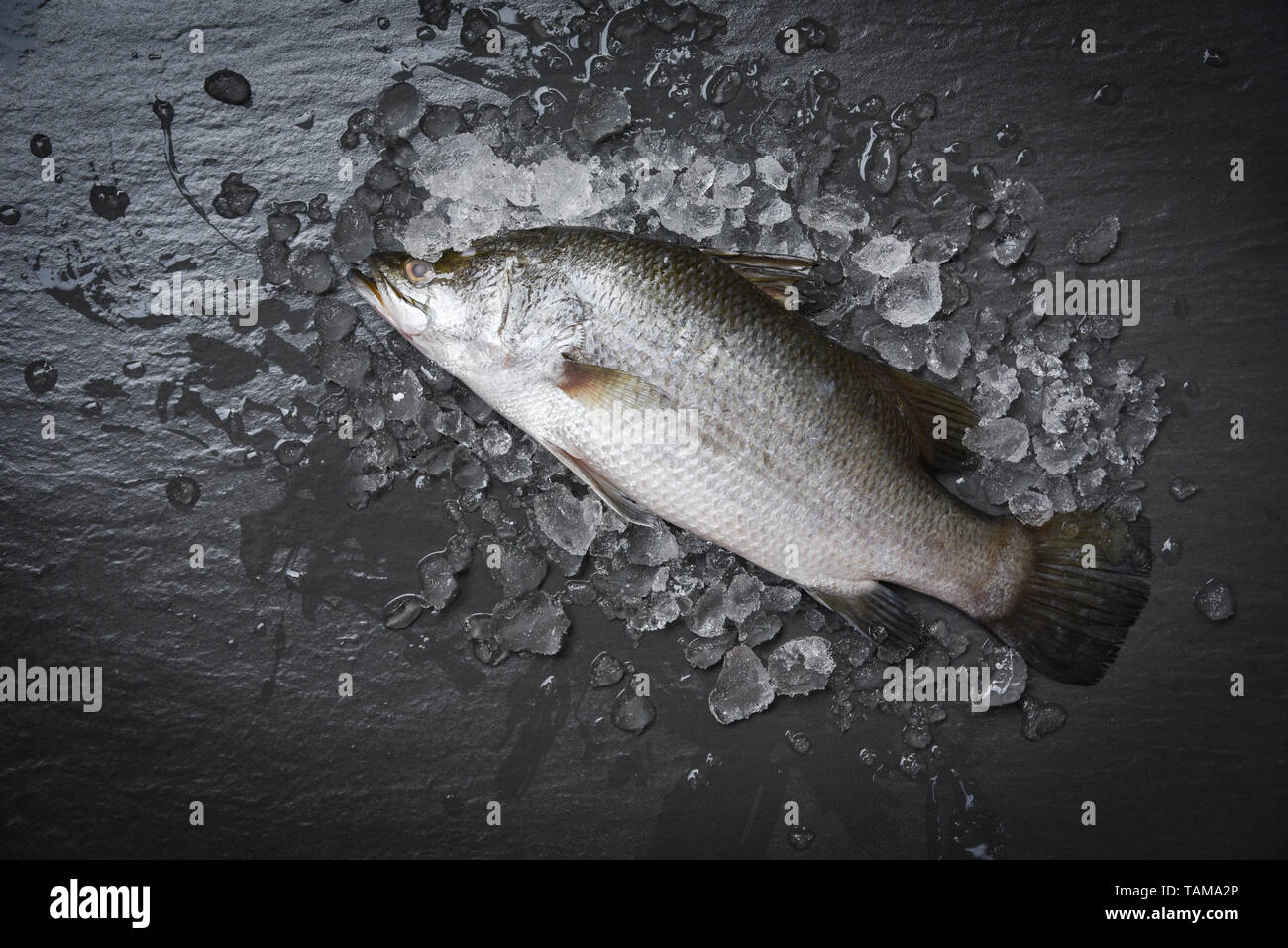 Poissons de mer frais pour la cuisine / Bar Raw sur l'océan de glace gourmeton fond sombre dans le restaurant Banque D'Images