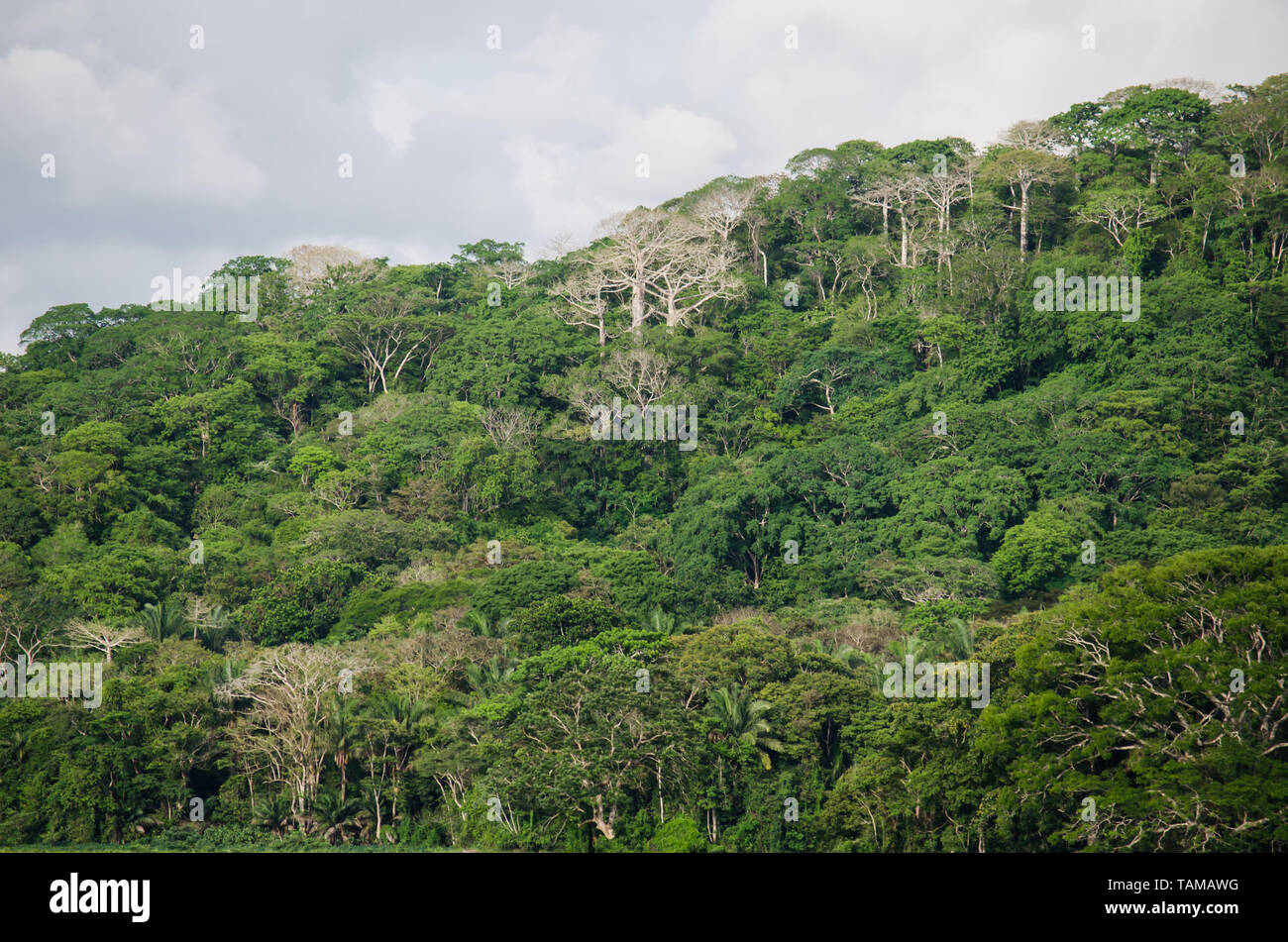 La luxuriante forêt de la Parc National de Soberania le long de la rivière Chagres Banque D'Images