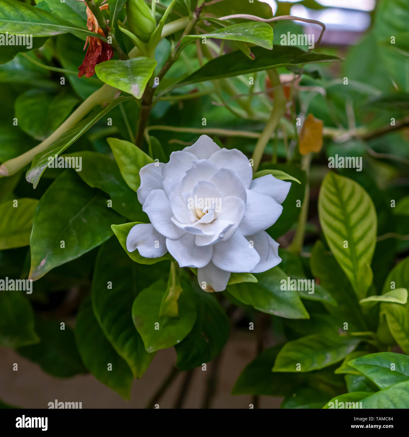 Fleur blanche de l'usine de jasmin du cap ou Gardenia (Gardenia  jasminoides). Une plante à fleurs de la famille des Rubiacées. Il a son  origine Photo Stock - Alamy