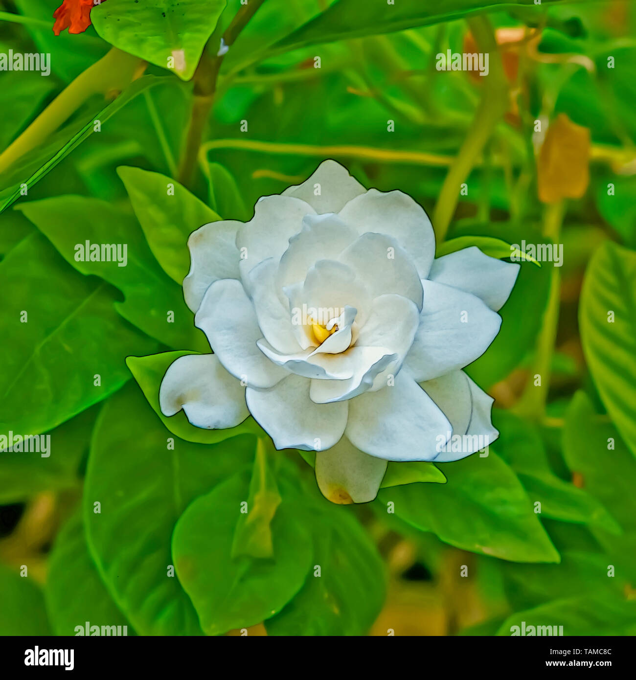 Image générée par ordinateur d'une fleur blanche de l'usine de jasmin du cap  ou Gardenia (Gardenia jasminoides). Une plante à fleurs de la fa café Photo  Stock - Alamy