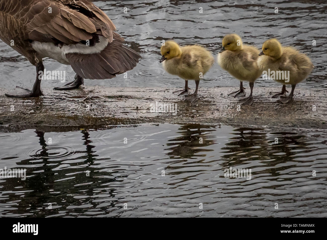 Londres, Royaume-Uni. 27 mai, 2019. UK : Météo des neiges canadien nouvellement écloses à la rivière prendre oisons à Surrey Quays docks, Rotherhithe. Crédit : Guy Josse/Alamy Live News Banque D'Images