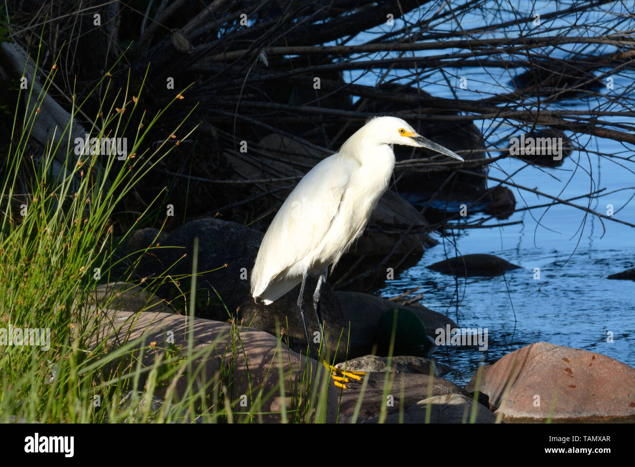 Oiseau Aigrette neigeuse Egretta thula ou debout sur les rochers au bord du lac à la recherche du poisson à manger à la fin de la journée Banque D'Images