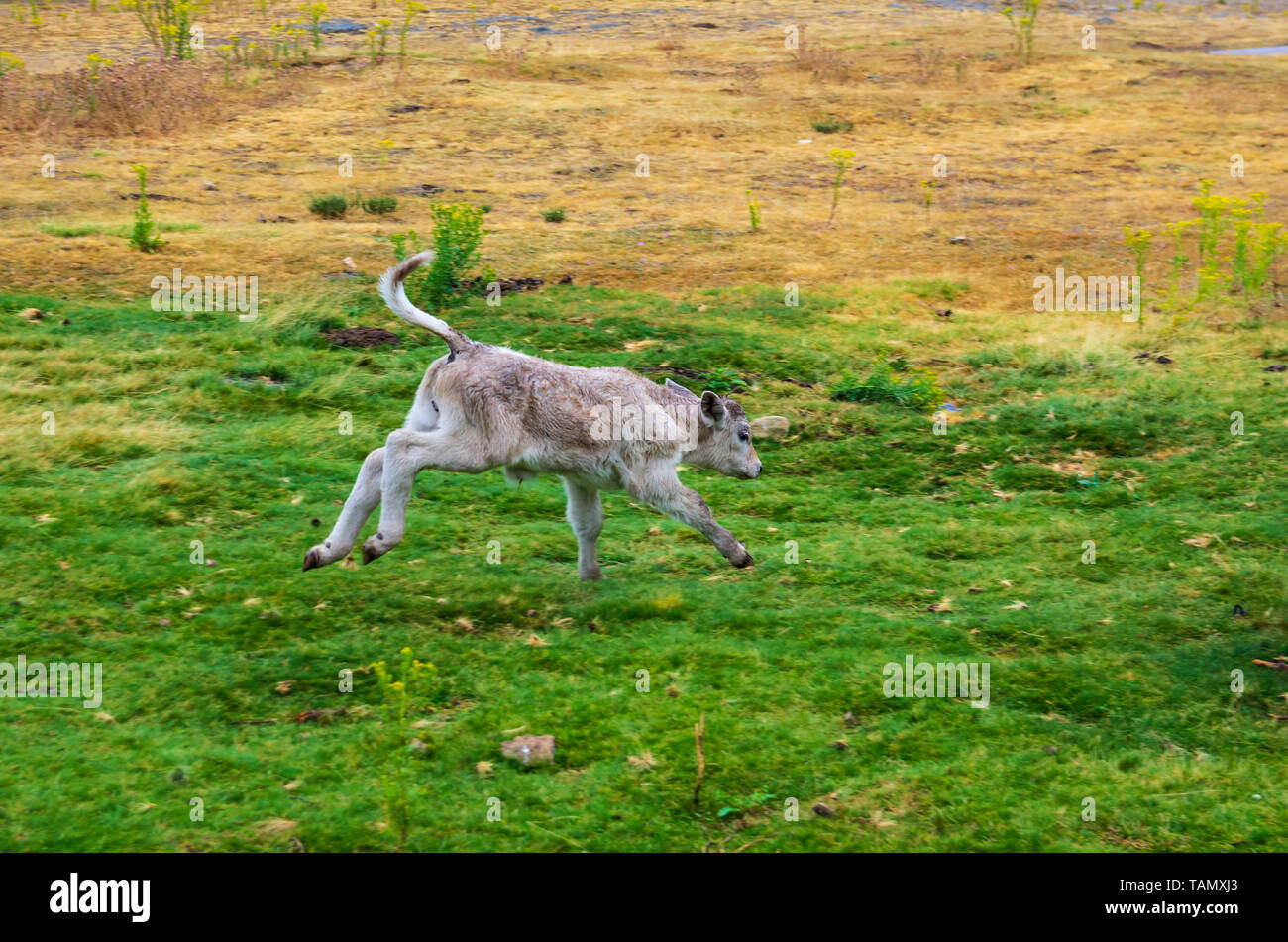 Un veau qui traverse la prairie près de la forêt au printemps Banque D'Images