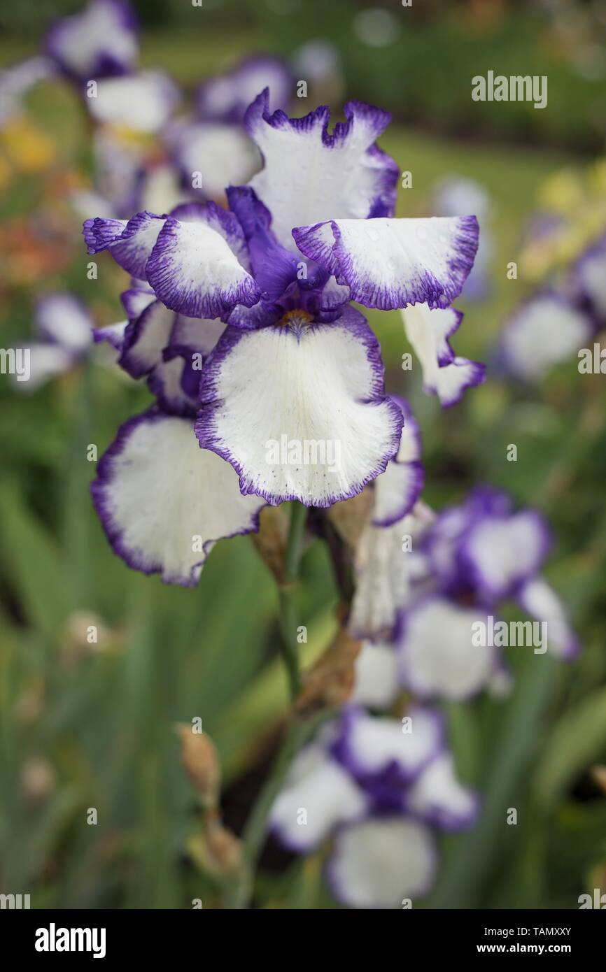Iris 'loop the loop' à Schreiner's Iris Gardens à Salem, Oregon, USA. Banque D'Images