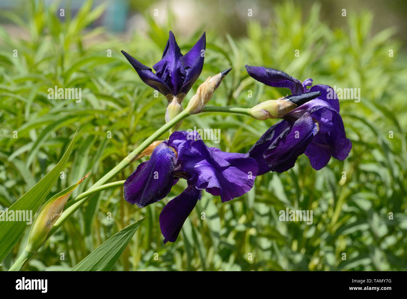 Purple iris fleurs et bourgeons sur la tige en vert jardin en fleurs Banque D'Images