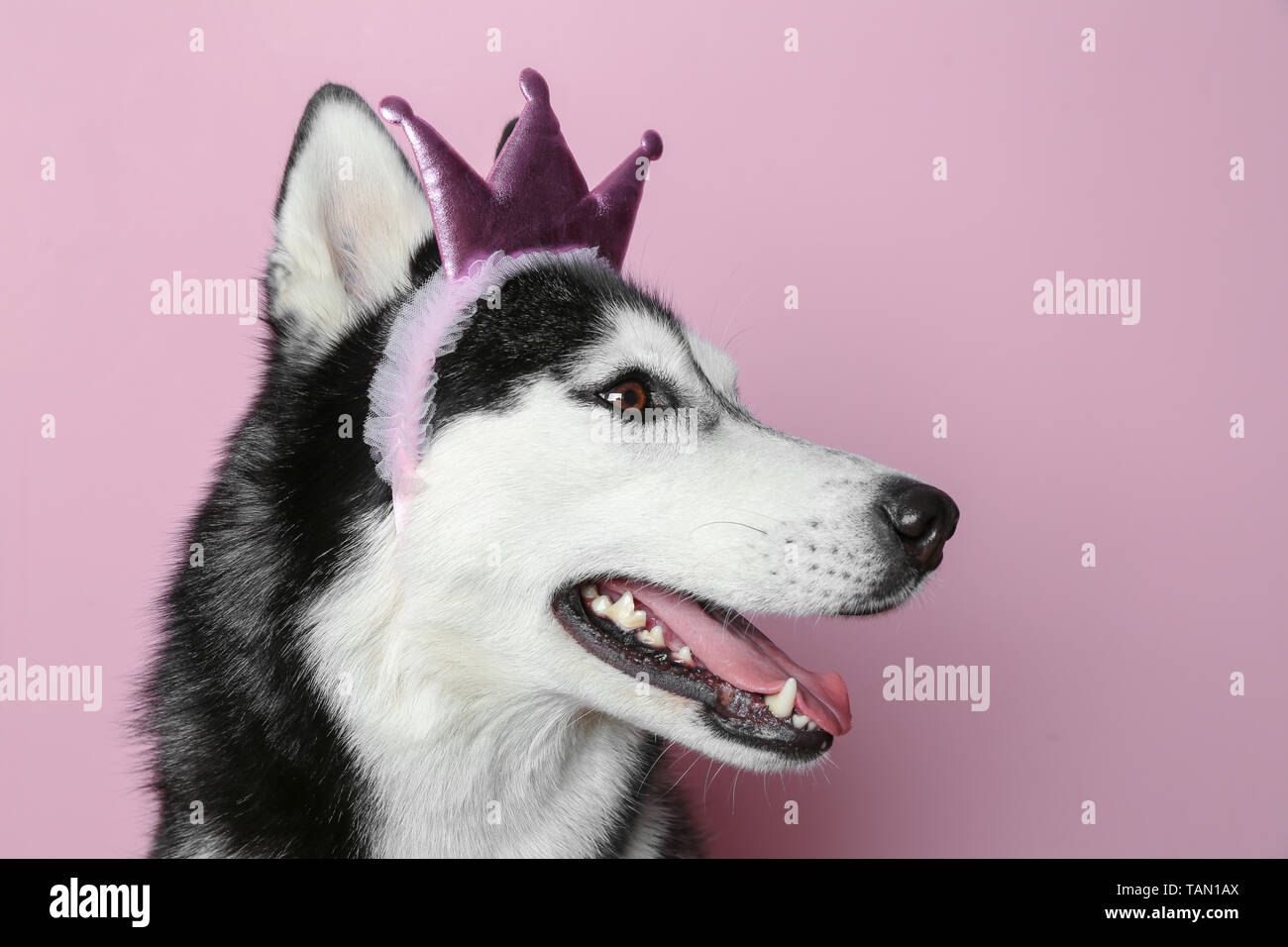 Adorable chien husky sur un fond de couleur Banque D'Images