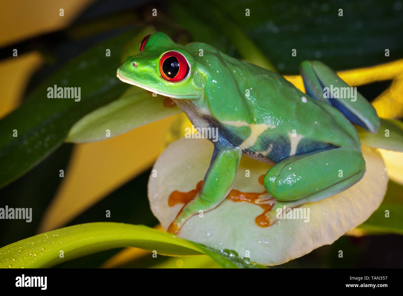 Red-eyed tree frog assis sur le pétale d'orchidée jaune, comme une reine Banque D'Images