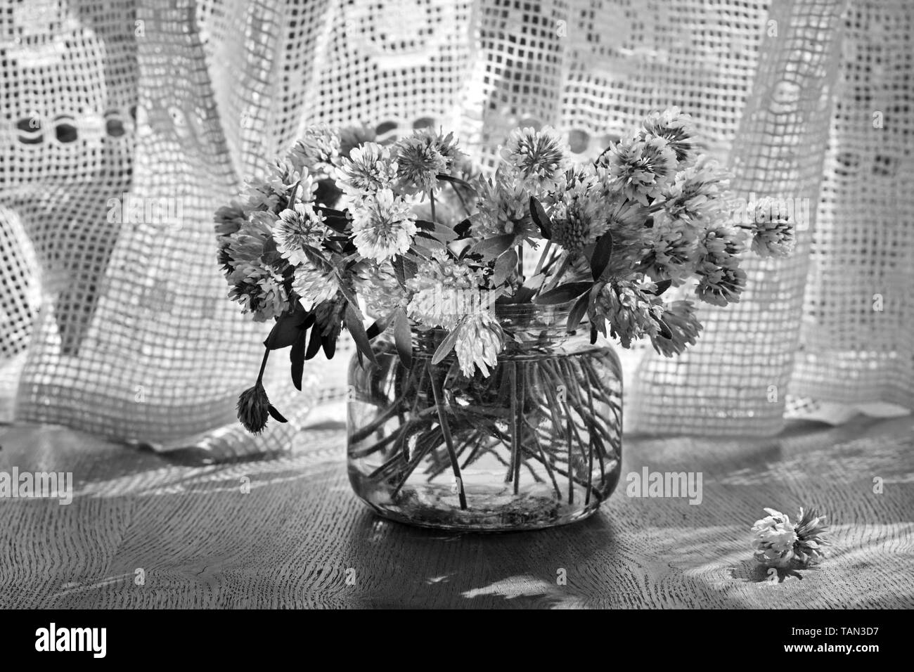 Les trèfles frais dans le bocal en verre dans un contexte de la fenêtre avec le rideau de coton vintage, noir et blanc Banque D'Images