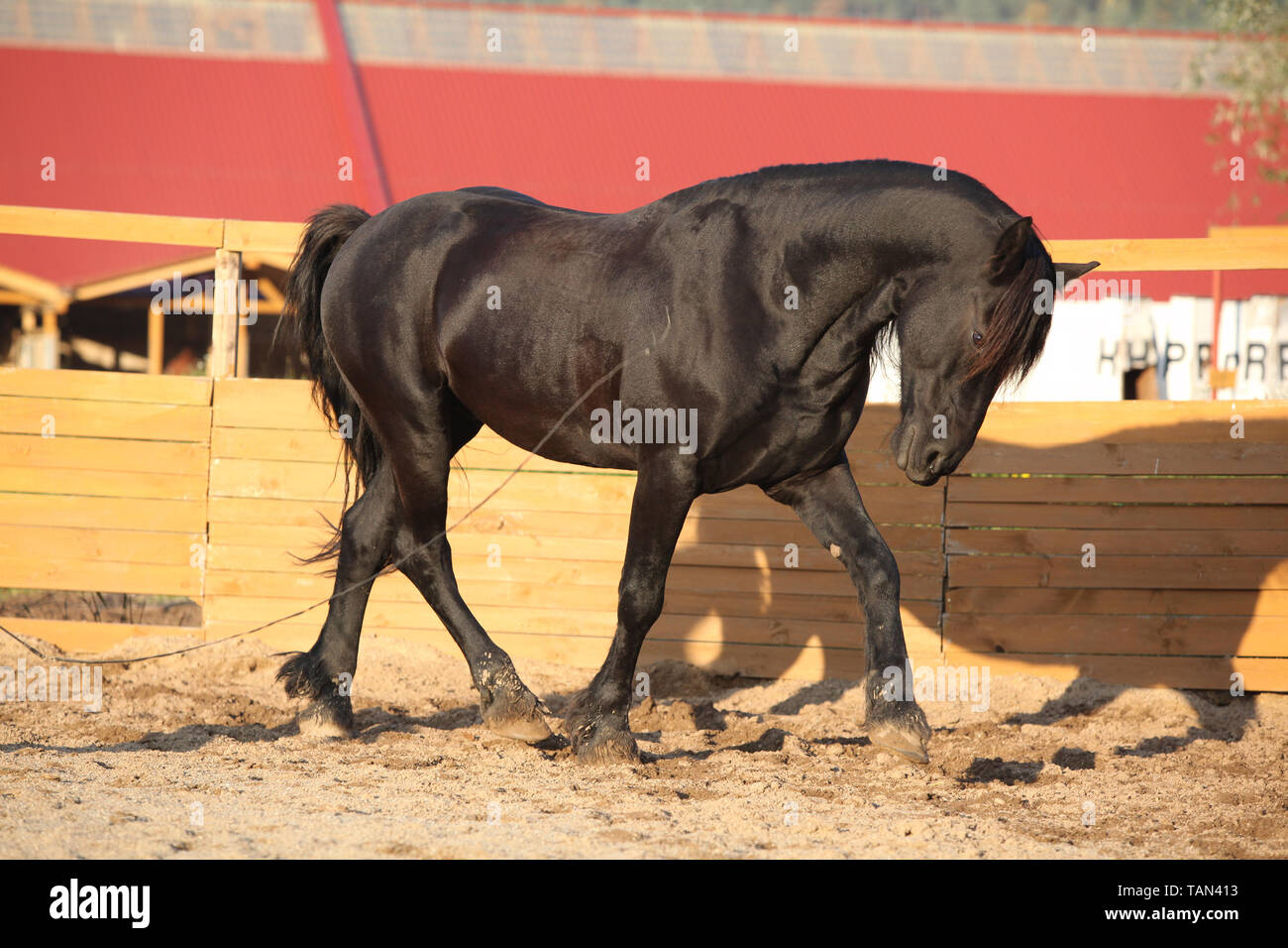 Beau cheval frison travaillant dans paddock rond Banque D'Images