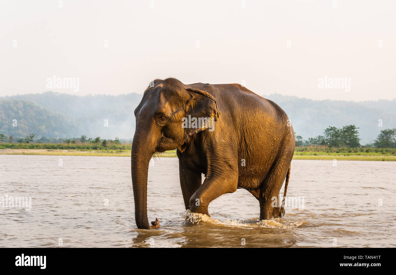 Elephant à la sortie du fleuve Gandak après son bain, dans le parc national de Chitwan, au Népal Banque D'Images