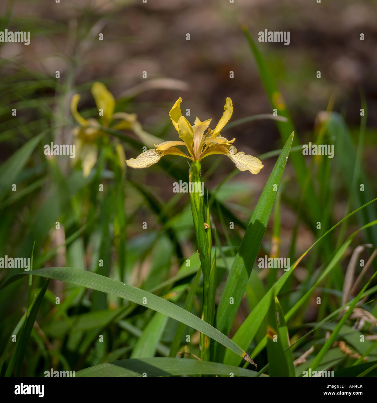 - Iris foetidissima Iris fétide. Banque D'Images