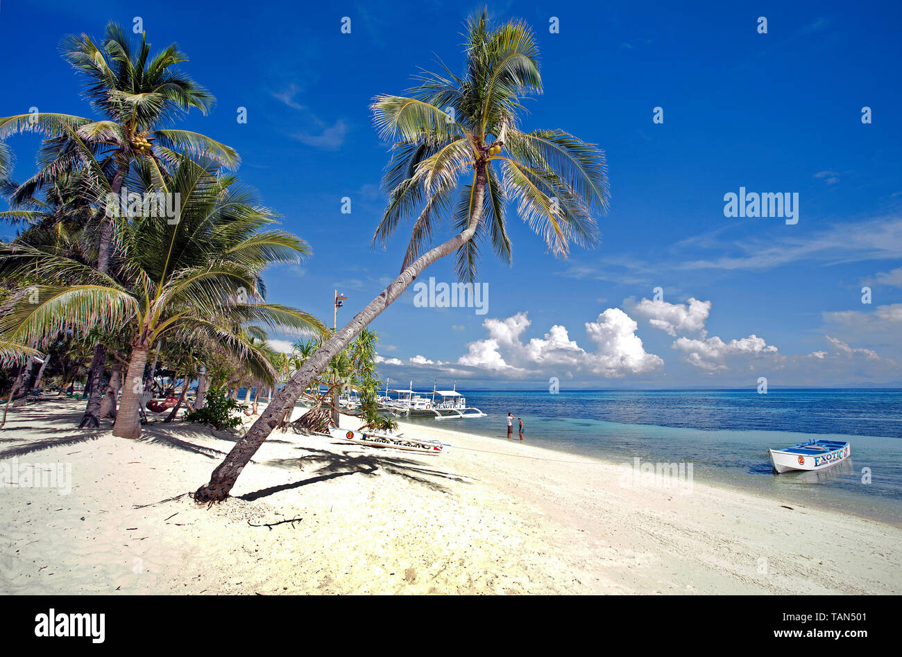 Palmiers à Bounty beach, Malapascua Island, Cebu, Philippines Banque D'Images