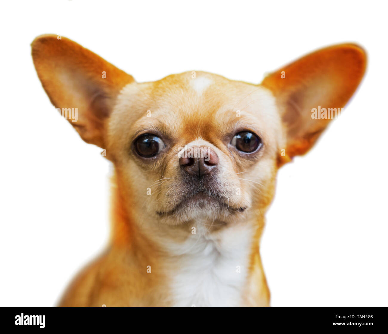 Chien, terrier, jouet, petite, la race, l'animal, mignon, puppy, domestiques, russe, l'animal, l'arrière-plan, les jeunes, peu, blanc, funny, doggy, portrait, canine, beauti Banque D'Images