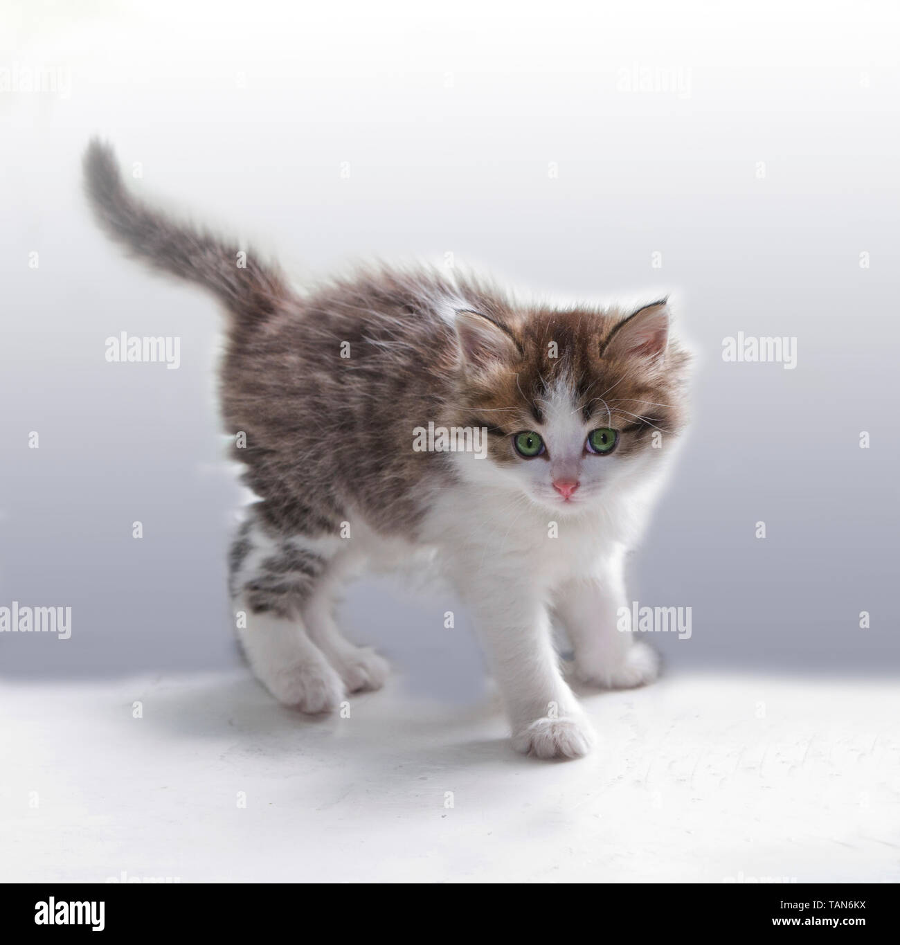 Chat Animaux Domestiques Animaux Chaton Mignon Blanc Les Animaux Les Chats Les Jeunes A La Recherche L Arriere Plan Isole L Un Tabby Les Petits Les Gens Non Les Chats Fourrure A 2 Bandes Photo Chat Animaux Domestiques Animaux Chaton Mignon Blanc Les Animaux Les Chats Les Jeunes A La Recherche L Arriere Plan Isole L Un Tabby Les Petits Les Gens Non Les Chats Fourrure A 2 Bandes Photo