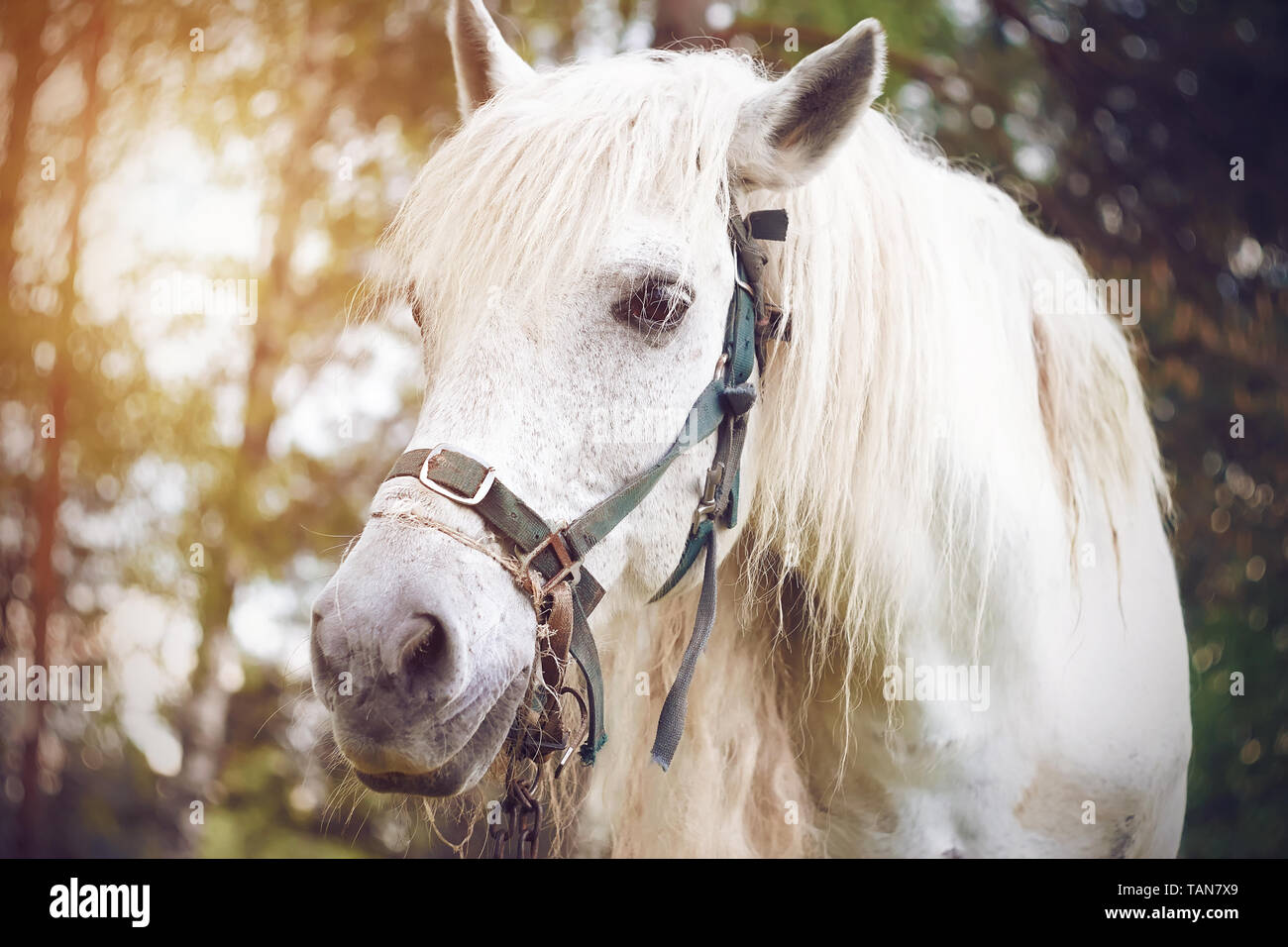 Un magnifique cheval blanc avec une longue crinière et une bride bleu se dresse contre l'arrière-plan de la forêt ensoleillée, où les rayons de lumière font leur chemin à travers Banque D'Images
