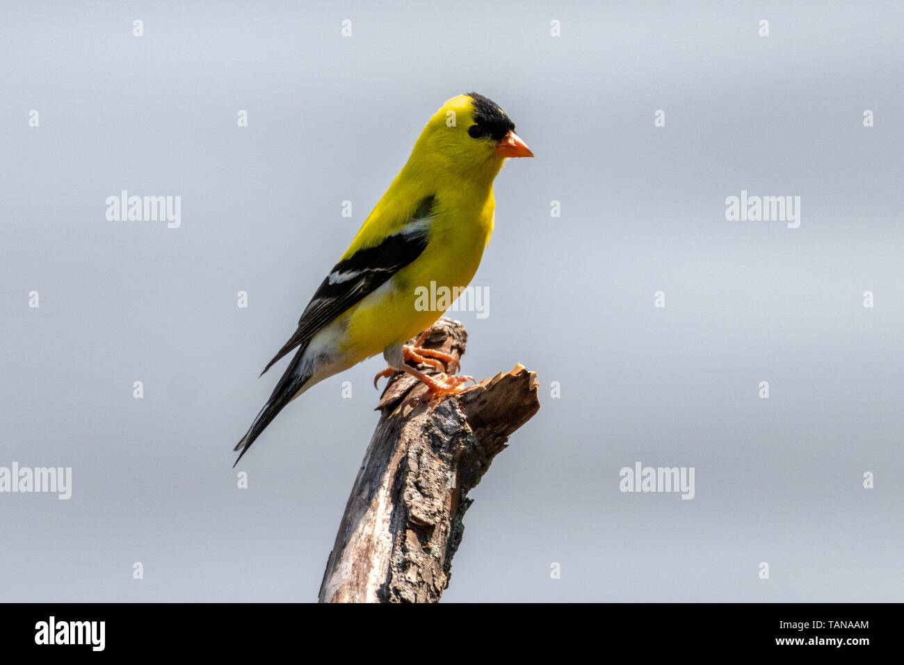 Chardonneret perché sur une branche Banque D'Images
