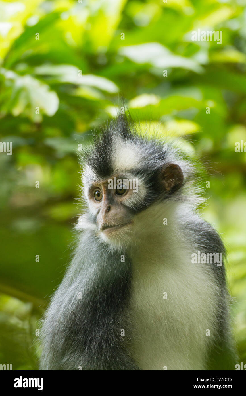 Feuille sauvage singe dans Sumatra, Indonésie Banque D'Images