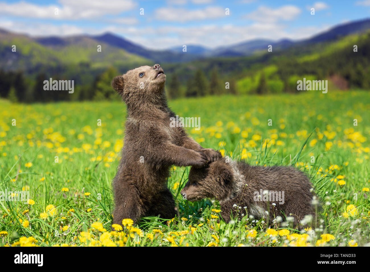 Brown Bear cub jouant sur la montagne d'été. Ursus arctos dans l'herbe avec des fleurs jaunes Banque D'Images