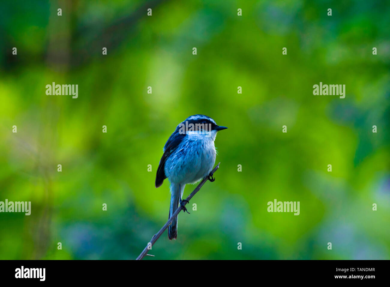 Bushchat Saxicola ferreus, gris, Sattal, Uttarakhand, Inde. Banque D'Images