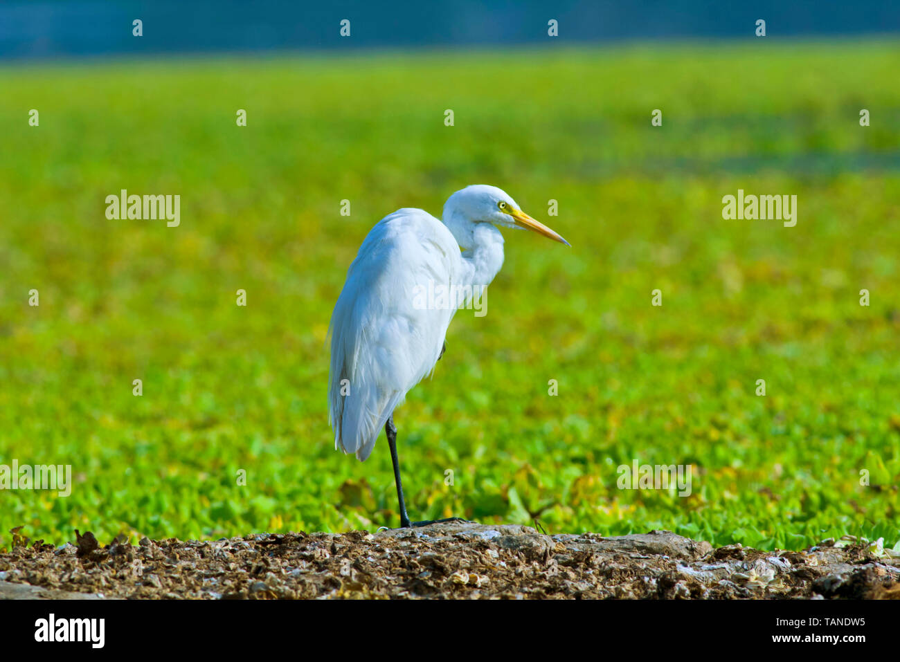 Héron garde-boeuf, Bubulcus ibis, Mumbai, Maharashtra, Inde. Banque D'Images