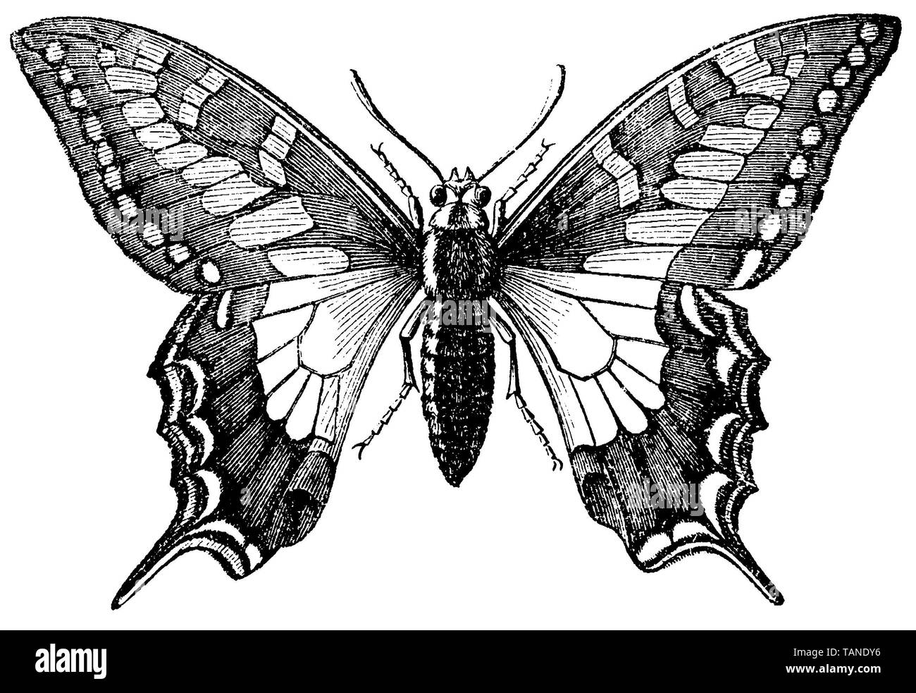Ancien Monde, swallowtail Papilio machaon, anonym (livre de biologie, 1898) Banque D'Images