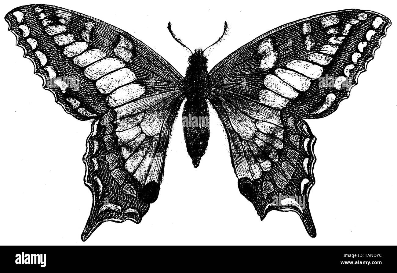 Ancien Monde, swallowtail Papilio machaon, anonym (livre d'histoire naturelle, 1899) Banque D'Images