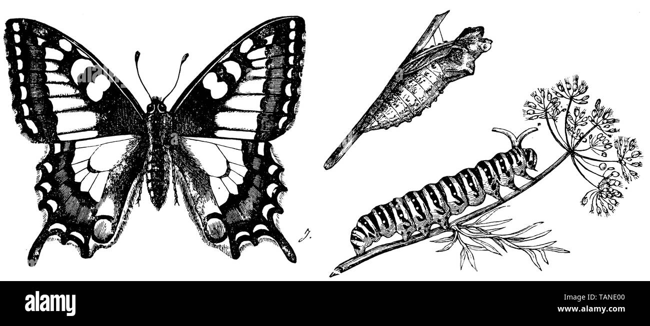 Ancien Monde, swallowtail Papilio machaon, anonym (zoologie livre, 1889) Banque D'Images
