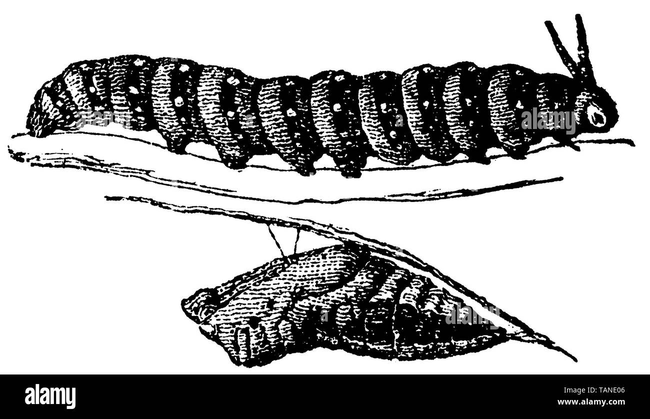 Ancien Monde, swallowtail Papilio machaon, anonym (livre de biologie, 1861) Banque D'Images