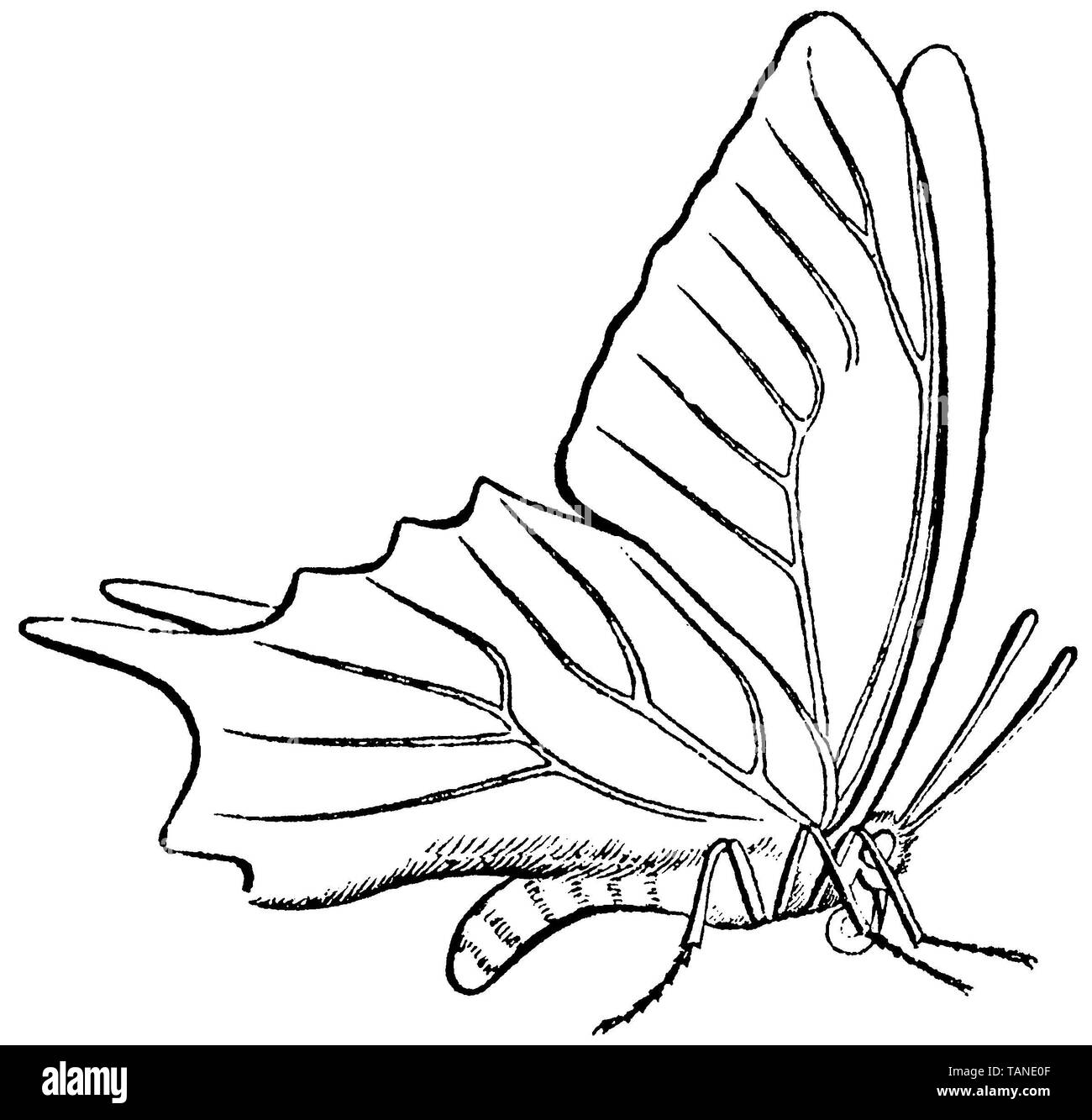 Ancien Monde, swallowtail Papilio machaon, anonym (livre de biologie, 1861) Banque D'Images