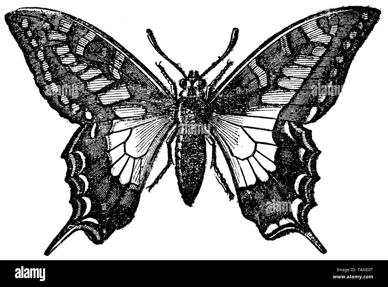 Ancien Monde, swallowtail Papilio machaon, anonym (zoologie livre, 1877) Banque D'Images