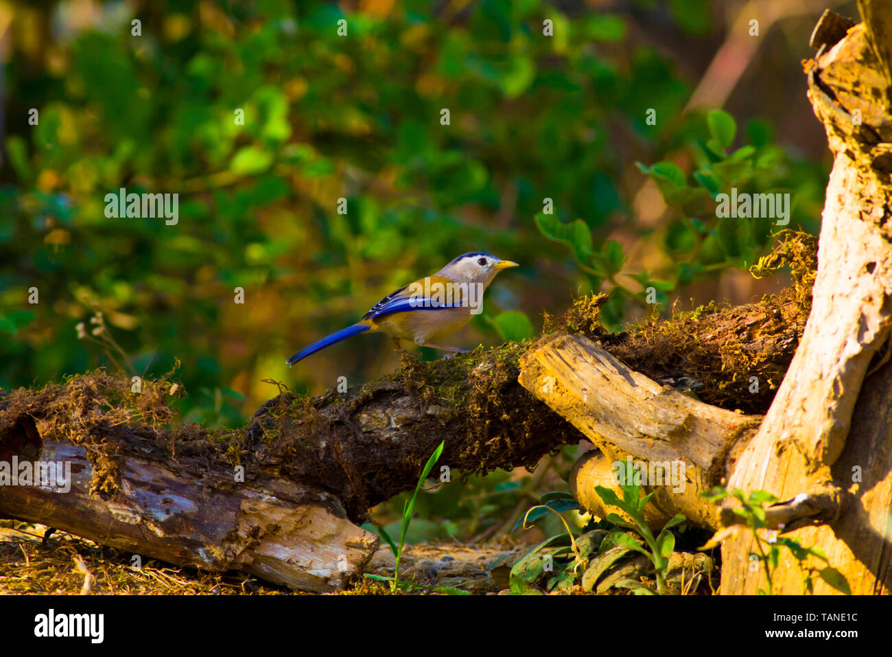La bleue, cyanouroptera Actinodura, Sattal, Uttarakhand, Inde. Banque D'Images