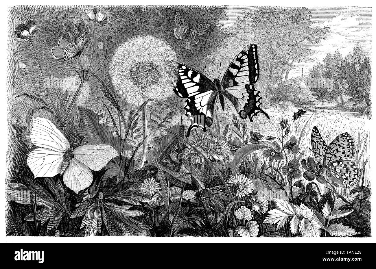 Ancien Monde, swallowtail Papilio machaon, zoologie, 1872 (livre) Banque D'Images